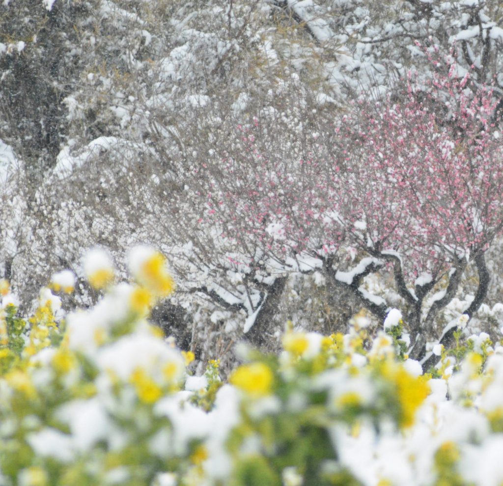 写活 四季彩々 展示会